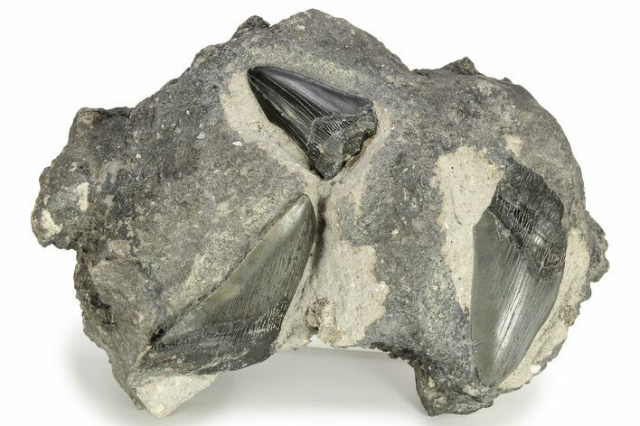 Three Partial, Fossil Megalodon Teeth In Rock - South Carolina #227419